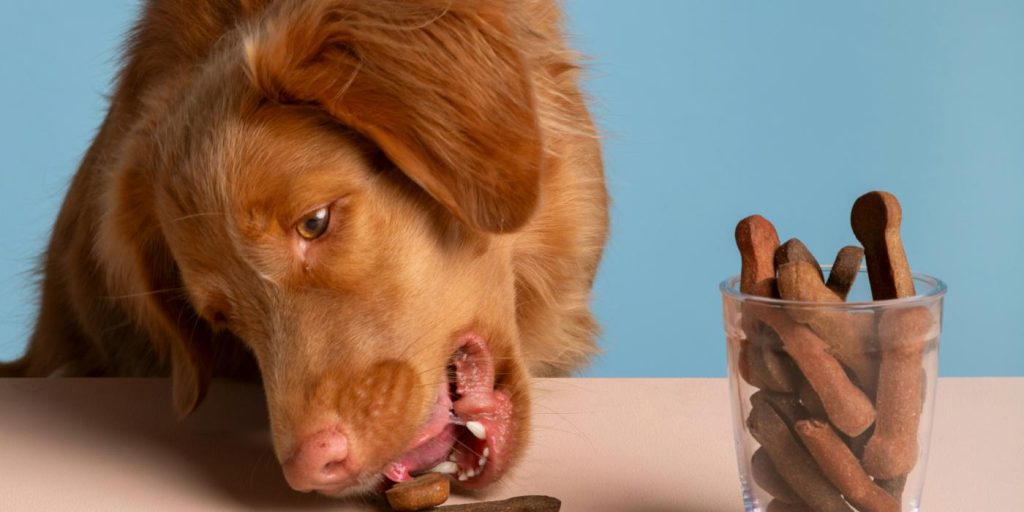 pet comendo seu picolé para cachorro